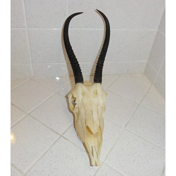 Real Springbok Skull taxidermy oddity curiosity goth gothic - Picture 5 of 16